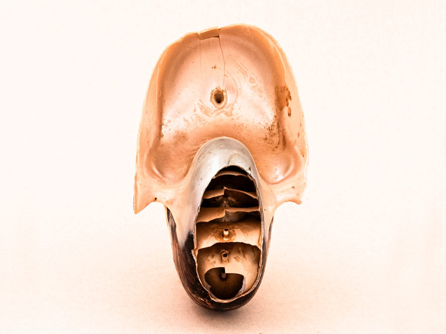 גלריה אגריפס 12